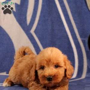 Urvan, Mini Goldendoodle Puppy